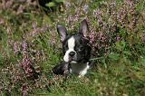 BOSTON TERRIER 079